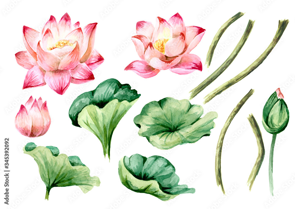 Naklejka Zestaw różowych kwiatów lotosu i zielonych liści. Ręcznie rysowane botaniczna ilustracja akwarela na białym tle