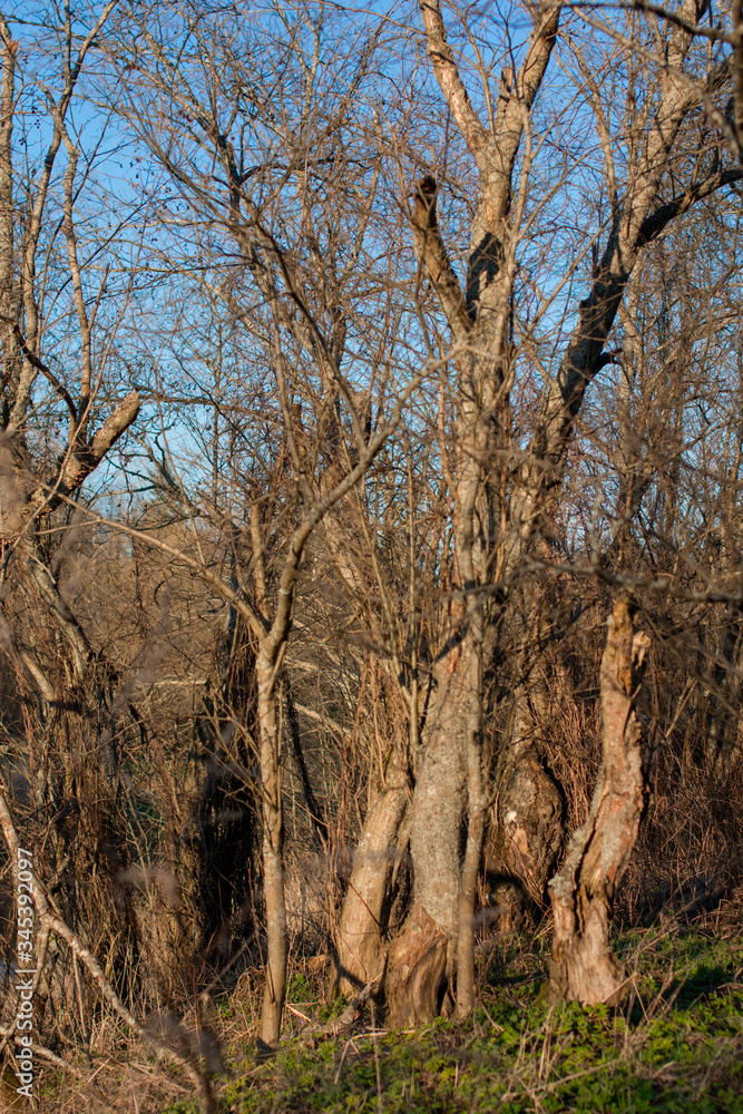dry trees against the blue sky. wilderness. dry trees against the blue sky. wilderness.