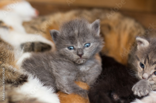 homeless little fluffy gray kitten with blue eyes