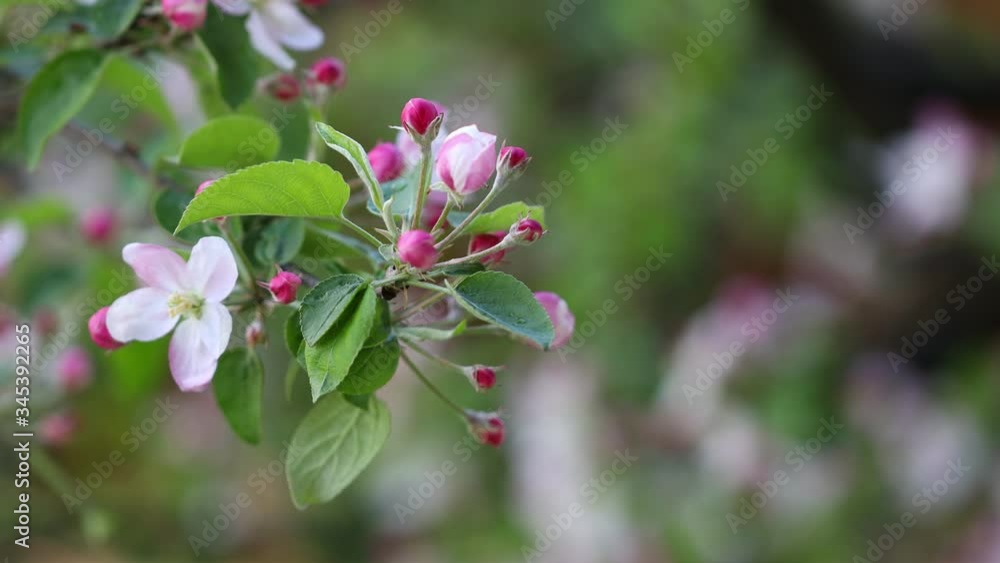 4k movie of apple flowers blooming an moving in the wind. 4k movie of apple flowers blooming an moving in the wind.