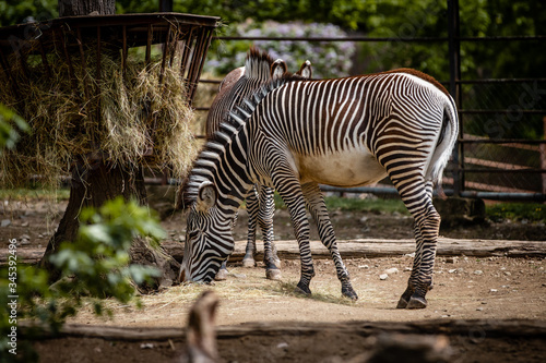 zebra