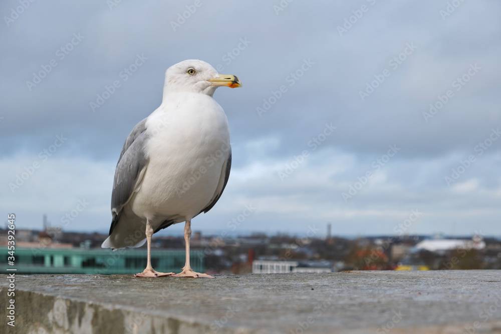 Close-up, sea gull in the city. Wildlife in an urban setting. Close-up, sea gull in the city. Wildlife in an urban setting.