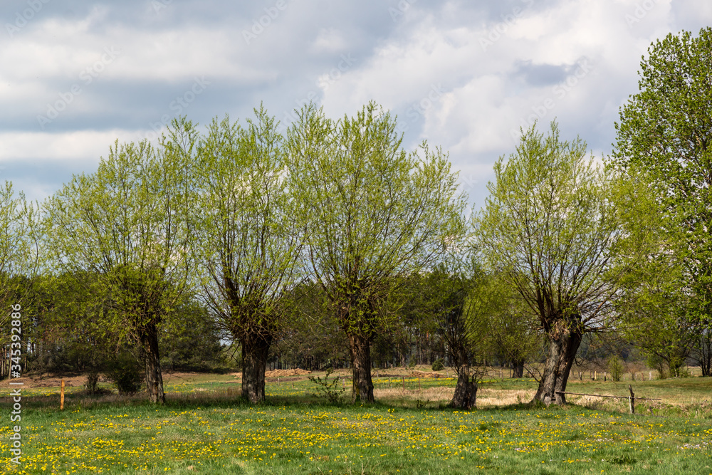 Wiosenne Podlasie. Wiosna w Dolinie Narwi. Podlaskie wierzby, Polska Wiosenne Podlasie. Wiosna w Dolinie Narwi. Podlaskie wierzby, Polska