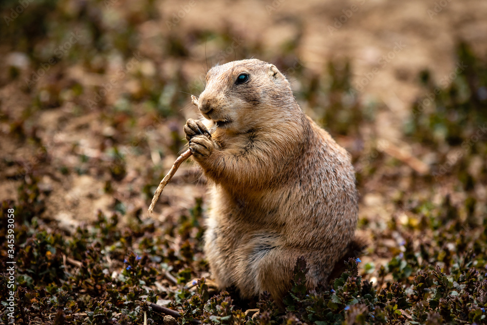 Fototapeta premium Black-tailed prairie dog