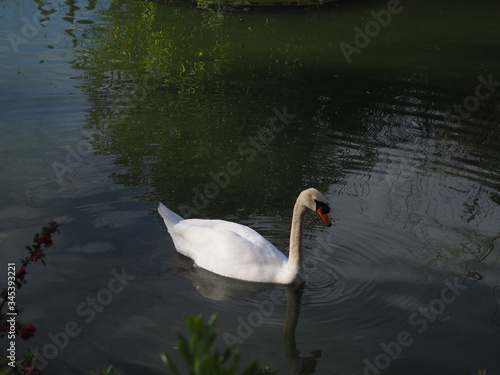 cisne blanco en lago