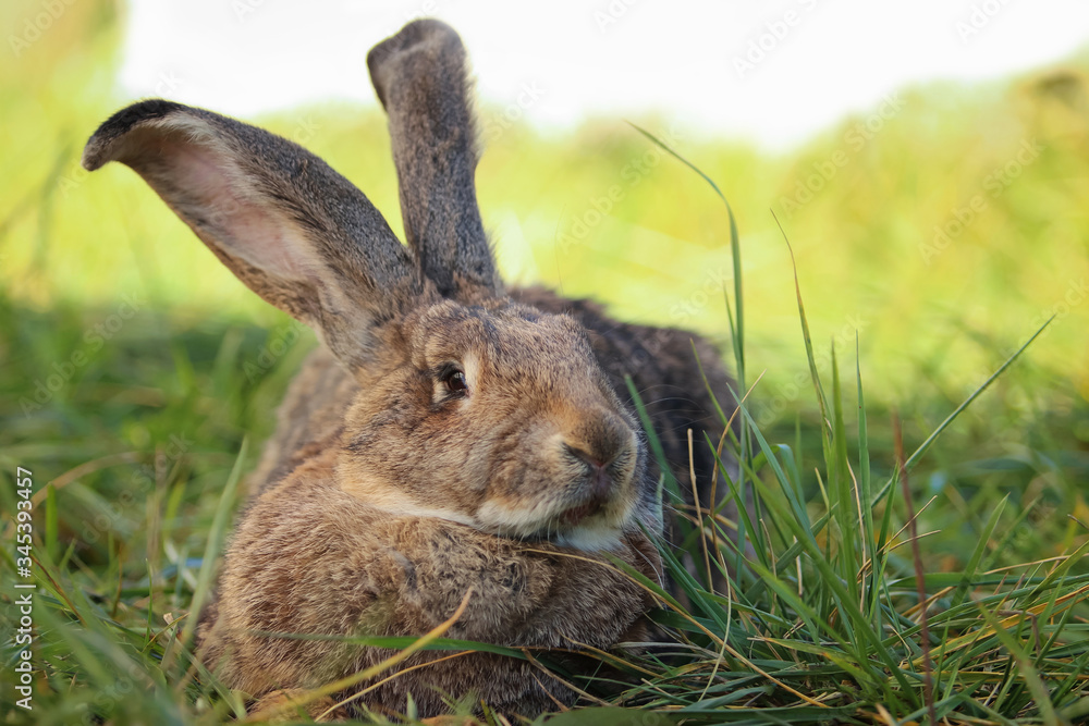 Fototapeta premium Big gray rabbit