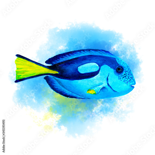 Blue tang fish on abstract blue background, isolated, hand drawn watercolor.