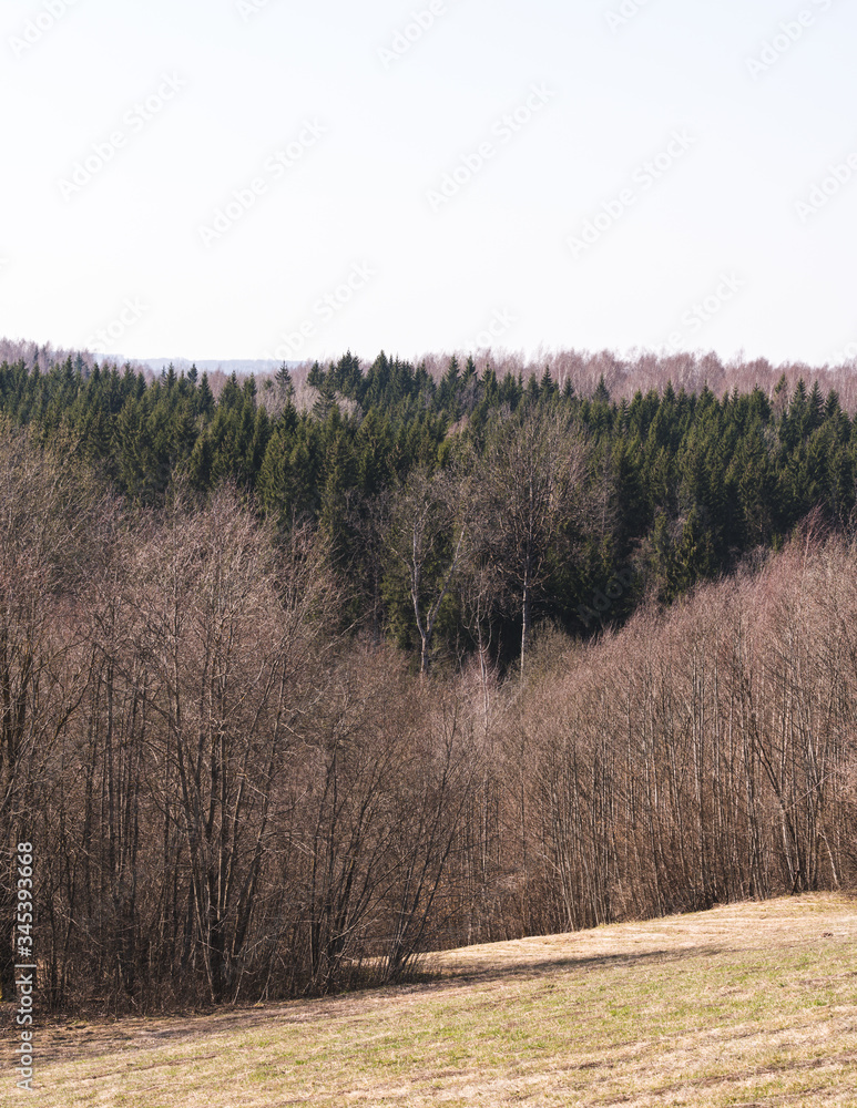 landscape with spruce forest in the distance, deciduous forest without leaves, shrubs in front