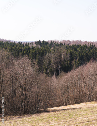 landscape with spruce forest in the distance, deciduous forest without leaves, shrubs in front © Dainis
