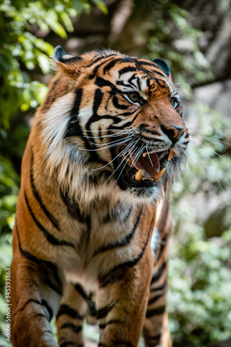 Sumatran tiger