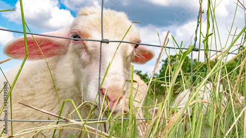 Wildlife, Farm, Germany - A lovely young sheep lives in a pasture behind a wire fence near Marburg in Hahnerheide.