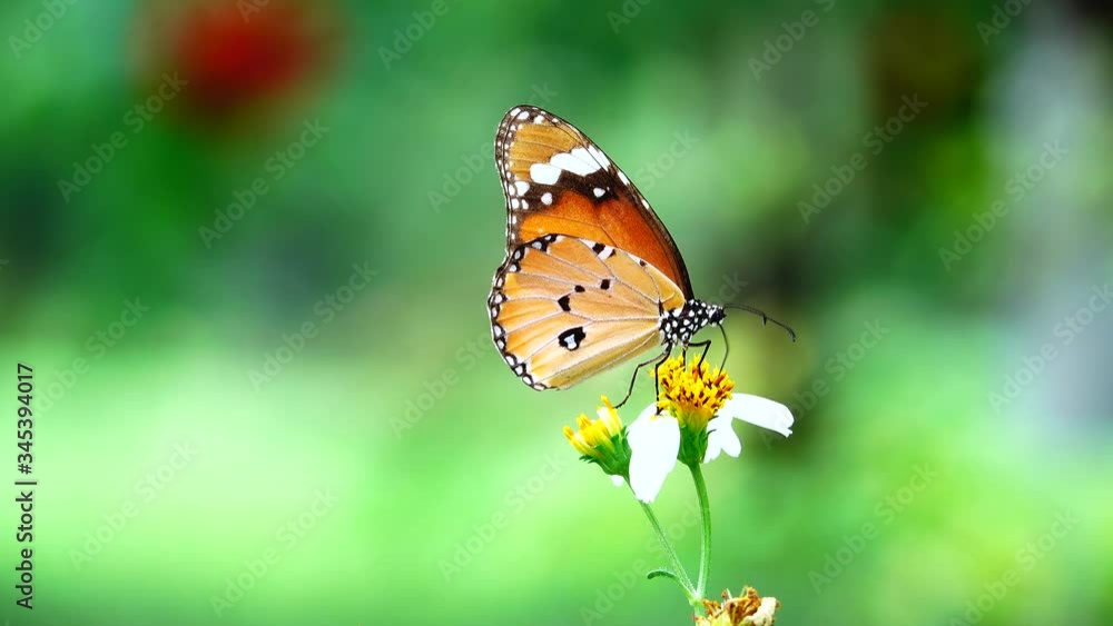4K Thai beautiful butterfly on meadow flowers nature outdoor 4K Thai beautiful butterfly on meadow flowers nature outdoor
