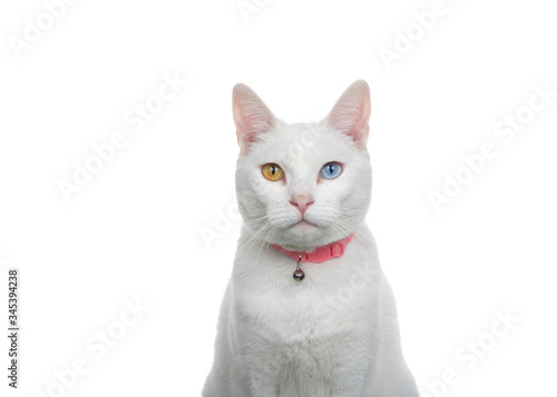Close up portrait of a white cat with heterochromia, odd eyes, wearing a pink collar with bell. Looking directly at viewer with curious expression.