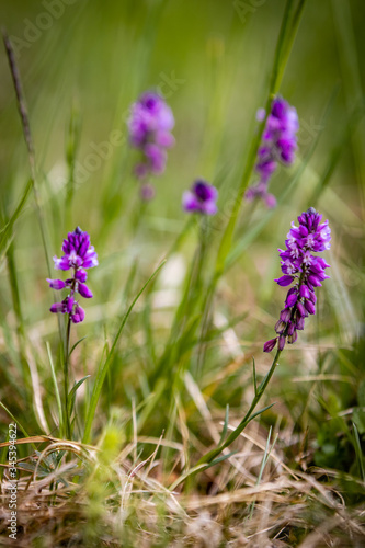 Polygala vulgaris