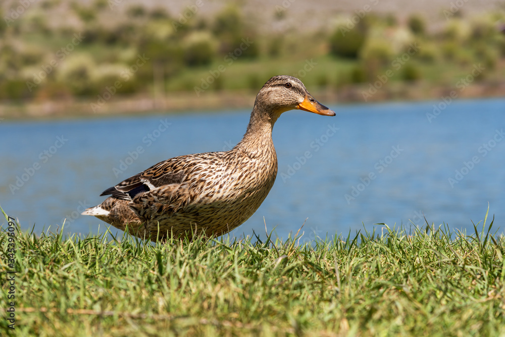 Fototapeta premium Duck on grass.