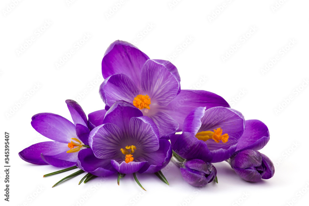 crocus - one of the first spring flowers crocus - one of the first spring flowers