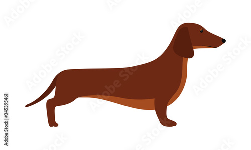 A small brown short-haired hunting dog of the Dachshund breed. Vector stock flat illustration isolated on a white background