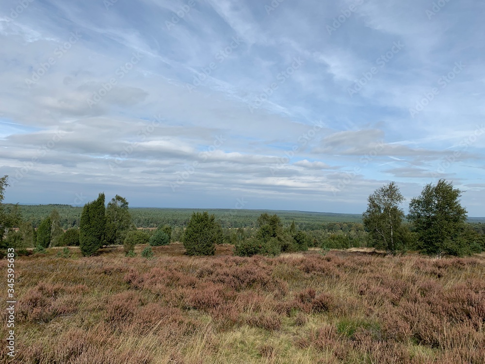 Wacholder in der Lüneburger Heide