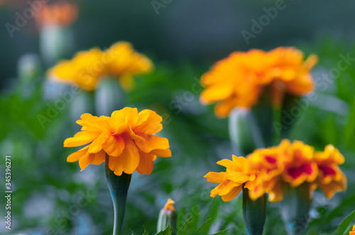 yellow flowers in the garden