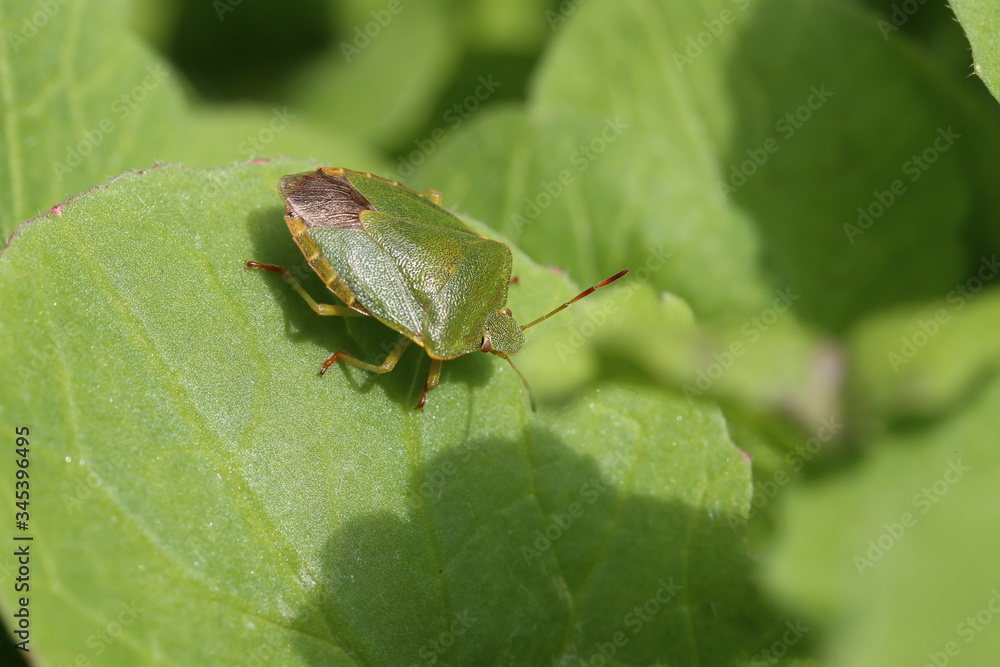 Blattwanze auf Blatt Blattwanze auf Blatt