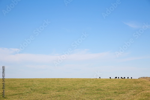 cows black angus on the field on skyline