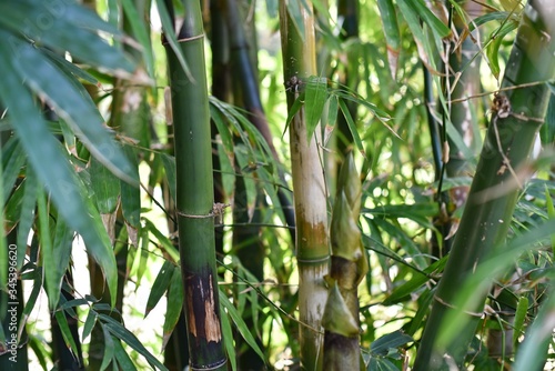 Bamboo stems close up in sunny day