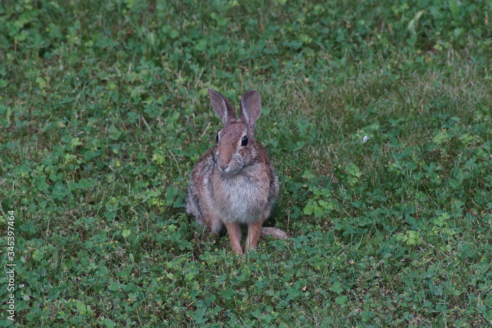 Fototapeta premium rabbit on the grass