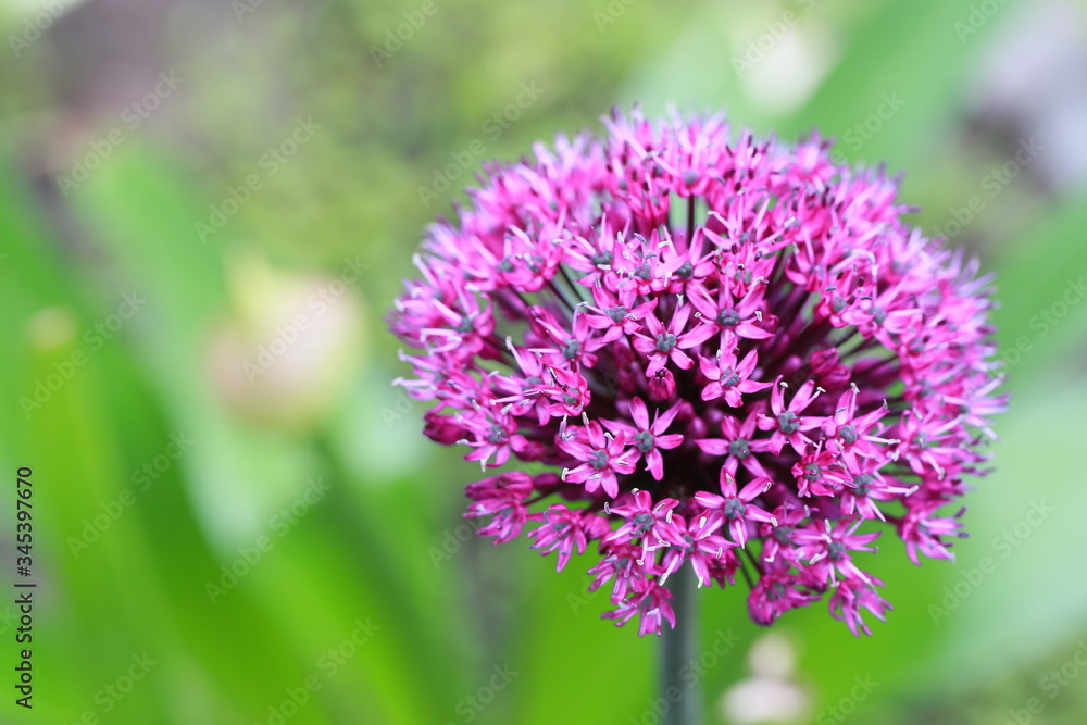 Zierlauch oder Kugellauch (Allium) - Blüte öffnet sich Zierlauch oder Kugellauch (Allium) - Blüte öffnet sich