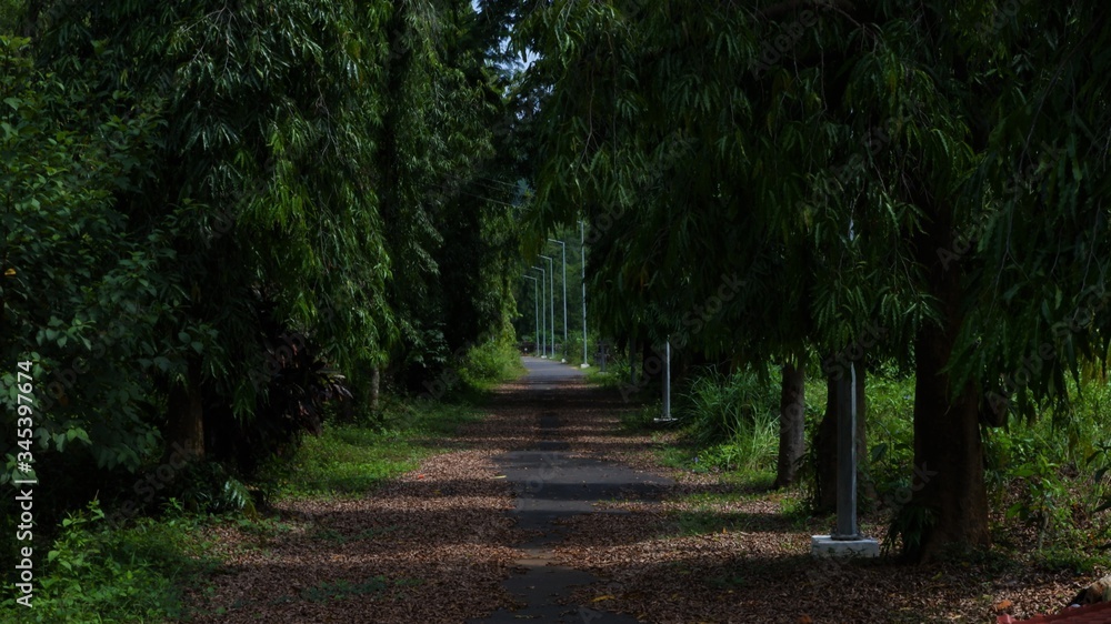 a long road in between trees