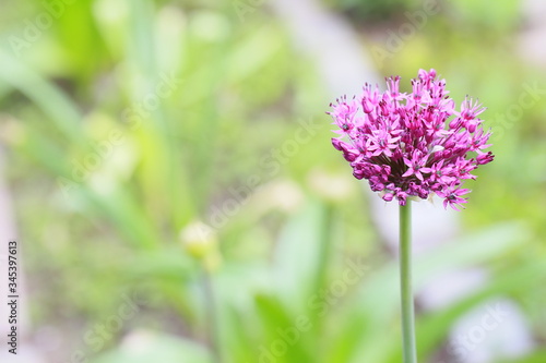 Zierlauch oder Kugellauch (Allium) - Blüte öffnet sich