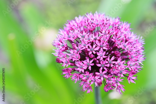 Zierlauch oder Kugellauch (Allium) - Blüte öffnet sich