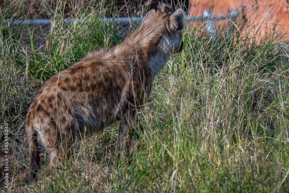 Obraz premium wolf in the grass