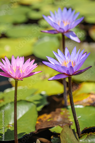 Bloomed water lily