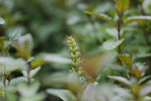 Schachtelhalm im Sommer nach Regen