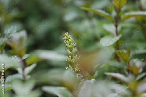Schachtelhalm im Sommer nach Regen