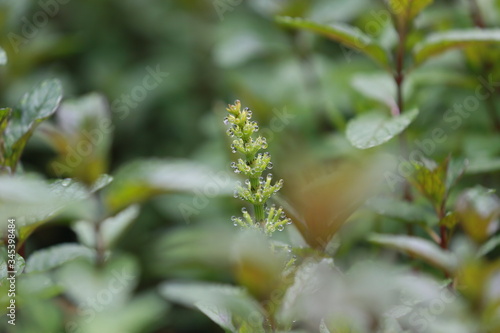 Schachtelhalm im Sommer nach Regen