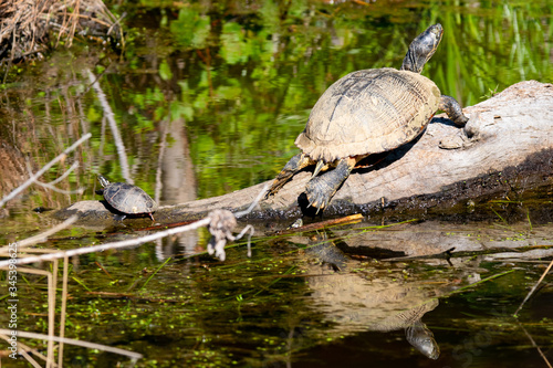 Coastal Plain Cooter, adult and baby, on a log in a swamp