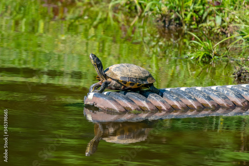 Coastal Plain Cooter on drain pipe in pond