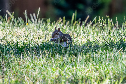 Eastern Grey Squirrel