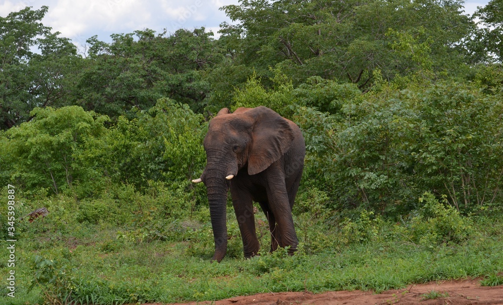 elephant in the wild