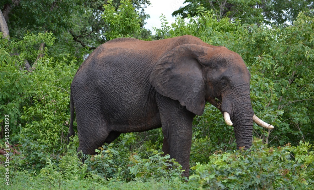 Fototapeta premium elephant