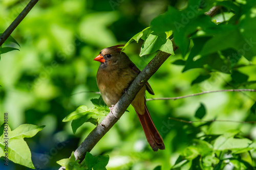 Northern Cardinal