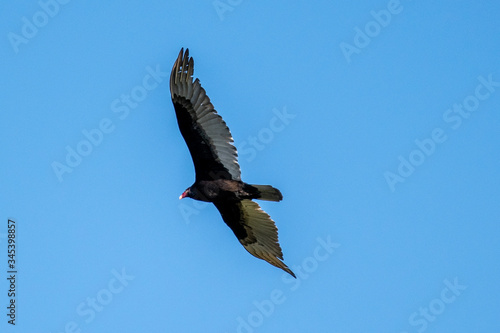 Turkey Vulture
