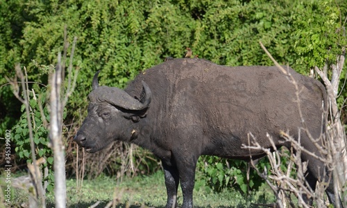 buffalo in the grass