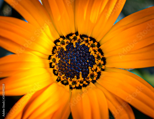 Beautiful flower macro in the garden