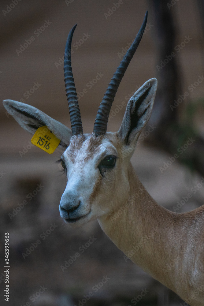 Fototapeta premium deer in the dwsert al ain united arab emirates