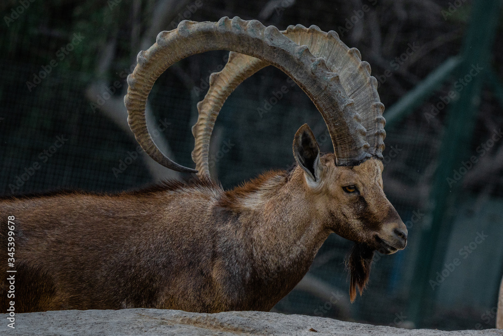 male elk in the mountains al ain zoo united arab emirates male elk in the mountains al ain zoo united arab emirates