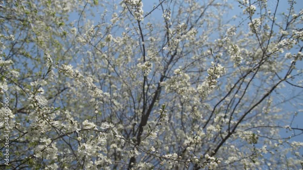 Branches of cherry blossoms. Slow motiom and close-up Branches of cherry blossoms. Slow motiom and close-up