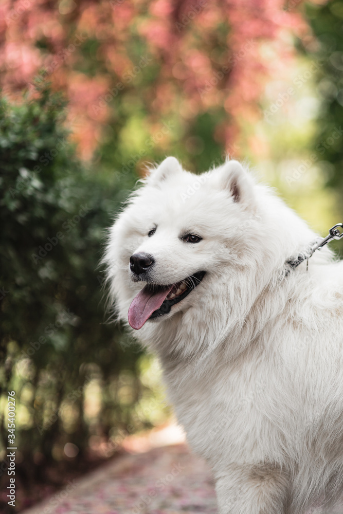 Cute  beautiful  Samoyed dog in a park  with owner outdoors