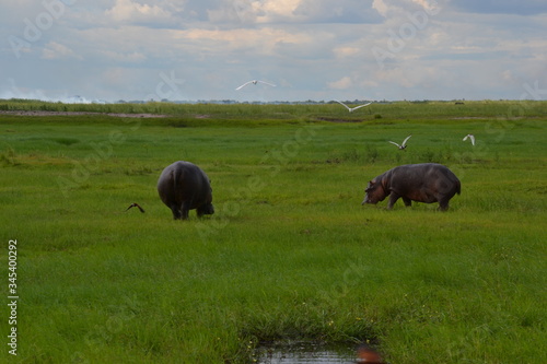 hippos in field